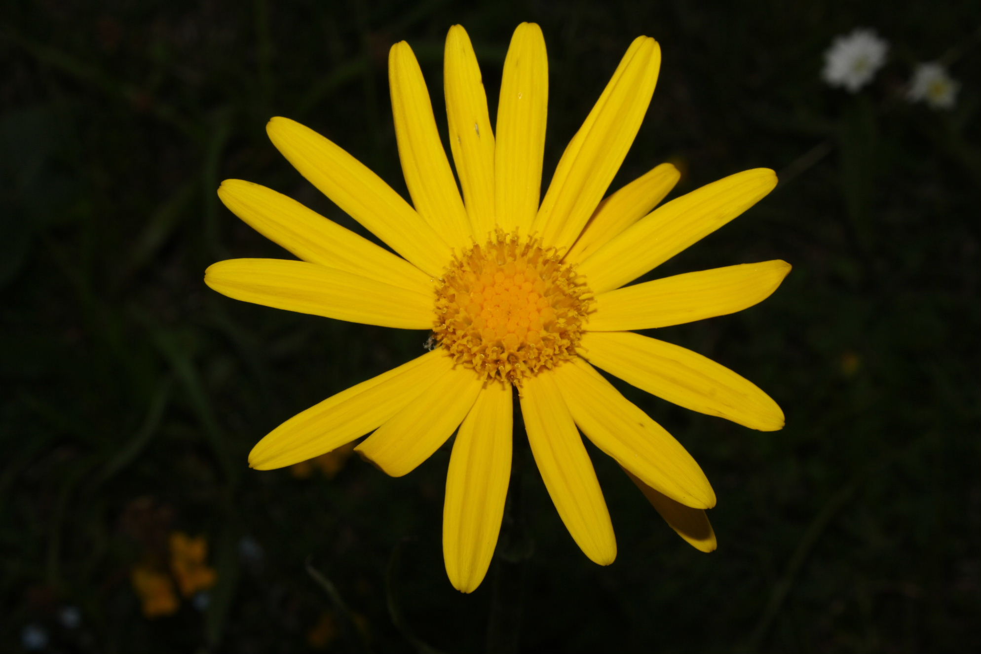 Senecio doronicum subsp. doronicum / Senecione mezzano